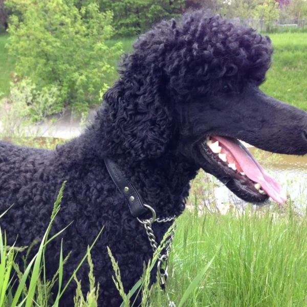 Rio Martingale Collar